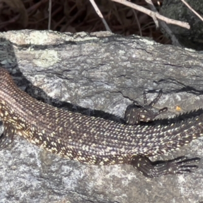 Egernia cunninghami (Cunningham's Skink) at Cooma, NSW - 23 Jan 2024 by JimL