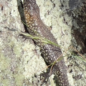 Egernia cunninghami at Mt Gladstone Reserves, Cooma - 23 Jan 2024