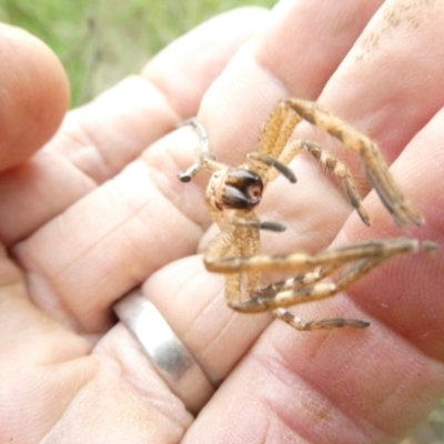 Neosparassus calligaster (Beautiful Badge Huntsman) at Flea Bog Flat to Emu Creek Corridor - 24 Jan 2024 by JohnGiacon