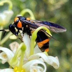 Pterygophorus cinctus (Bottlebrush sawfly) at Wingecarribee Local Government Area - 22 Jan 2024 by GlossyGal