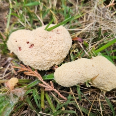 Fuligo septica (Scrambled egg slime) at QPRC LGA - 24 Jan 2024 by MatthewFrawley