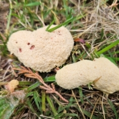 Fuligo septica (Scrambled egg slime) at QPRC LGA - 24 Jan 2024 by MatthewFrawley
