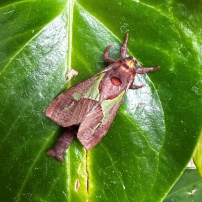 Aeneutus lewinii (Lewin's Splendid Ghost Moth) at Cherrybrook, NSW - 24 Jan 2024 by KoedamDesign