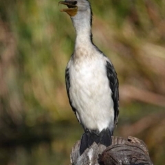 Microcarbo melanoleucos (Little Pied Cormorant) at Watson, ACT - 24 Jan 2024 by AniseStar
