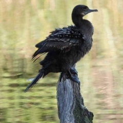 Phalacrocorax sulcirostris (Little Black Cormorant) at Watson, ACT - 24 Jan 2024 by AniseStar