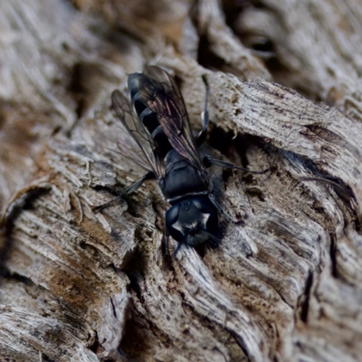 Pison sp. (genus) (Black mud-dauber wasp) at Hawker, ACT - 23 Jan 2024 by KorinneM