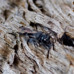 Pison sp. (genus) at The Pinnacle - 23 Jan 2024