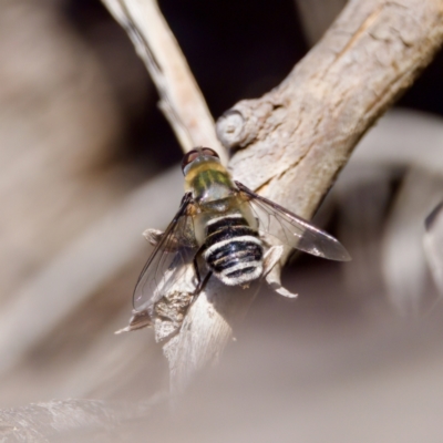 Villa sp. (genus) (Unidentified Villa bee fly) at Hawker, ACT - 23 Jan 2024 by KorinneM