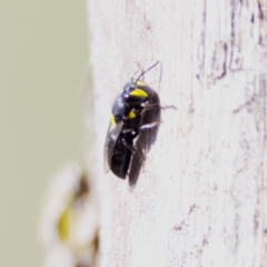 Hylaeus (Euprosopis) honestus (A hylaeine colletid bee) at Hawker, ACT - 23 Jan 2024 by KorinneM