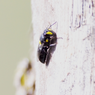 Hylaeus (Euprosopis) honestus (A hylaeine colletid bee) at Hawker, ACT - 23 Jan 2024 by KorinneM