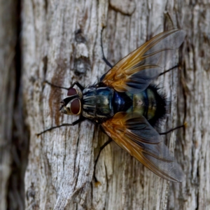 Chetogaster violacea/viridis (complex) at The Pinnacle - 23 Jan 2024