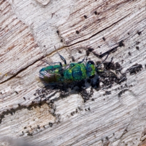 Primeuchroeus sp. (genus) at The Pinnacle - 23 Jan 2024