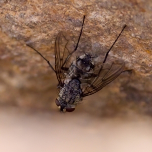 Senostoma sp. (genus) at The Pinnacle - 23 Jan 2024