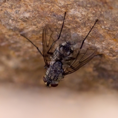 Senostoma sp. (genus) (A parasitoid tachinid fly) at Hawker, ACT - 23 Jan 2024 by KorinneM