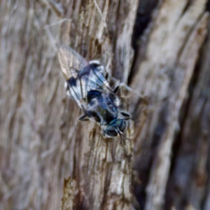 Lecomyia sp. (genus) at suppressed - 23 Jan 2024