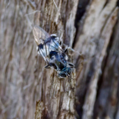 Lecomyia sp. (genus) (Soldier fly) at The Pinnacle - 23 Jan 2024 by KorinneM