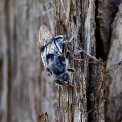 Lecomyia sp. (genus) at suppressed - 23 Jan 2024