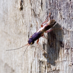 Megalyra sp. (genus) (Long-tailed wasp) at The Pinnacle - 23 Jan 2024 by KorinneM