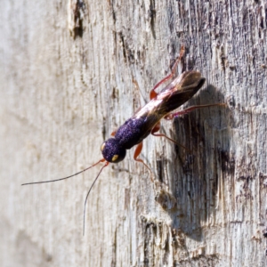 Megalyra sp. (genus) at The Pinnacle - 23 Jan 2024