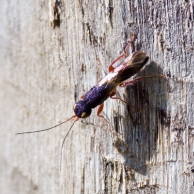 Megalyra sp. (genus) (Long-tailed wasp) at The Pinnacle - 23 Jan 2024 by KorinneM