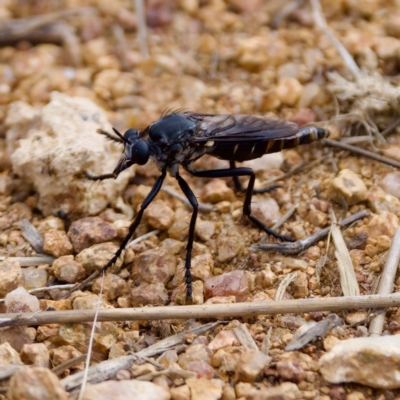 Apothechyla sp. (genus) (Robber fly) at Hawker, ACT - 23 Jan 2024 by KorinneM