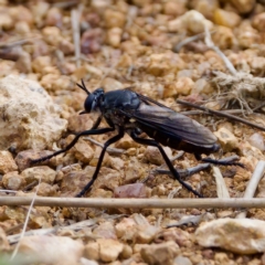 Apothechyla sp. (genus) at The Pinnacle - 23 Jan 2024