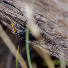 Fabriogenia sp. (genus) at The Pinnacle - 23 Jan 2024