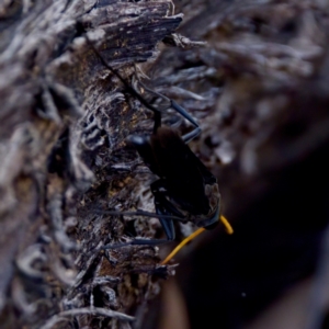 Fabriogenia sp. (genus) at The Pinnacle - 23 Jan 2024