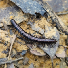 Unidentified Millipede (Diplopoda) at Pebbly Beach, NSW - 24 Jan 2024 by Csteele4