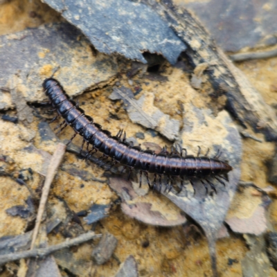 Unidentified Millipede (Diplopoda) at Pebbly Beach, NSW - 24 Jan 2024 by Csteele4