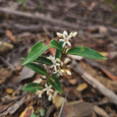 Marsdenia suaveolens (Scented Marsdenia) at Buckenbowra, NSW - 24 Jan 2024 by Csteele4