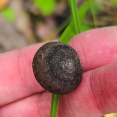 Sauroconcha jervisensis (Jervis Bay Forest Snail) at Murramarang National Park - 24 Jan 2024 by Csteele4