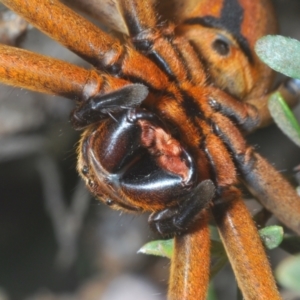 Neosparassus patellatus at Kosciuszko National Park - 20 Jan 2024