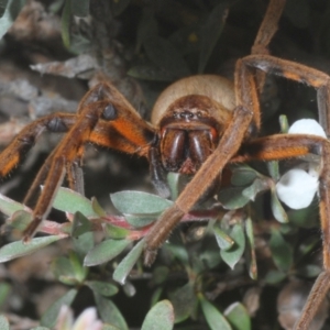 Neosparassus patellatus at Kosciuszko National Park - 20 Jan 2024