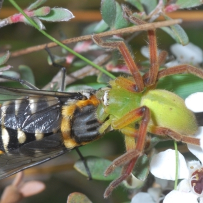 Neosparassus patellatus (Tasmanian Badge Huntsman) at Wilsons Valley, NSW - 20 Jan 2024 by Harrisi