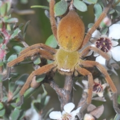 Neosparassus patellatus at Kosciuszko National Park - 20 Jan 2024