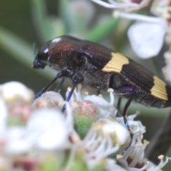 Castiarina vicina (Vicina jewel beetle) at Berridale, NSW - 20 Jan 2024 by Harrisi