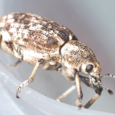 Rhinaria sp. (genus) (Unidentified Rhinaria weevil) at Lower Cotter Catchment - 21 Jan 2024 by Harrisi