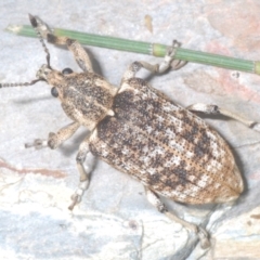 Rhinaria sp. (genus) at Lower Cotter Catchment - 21 Jan 2024 11:32 PM