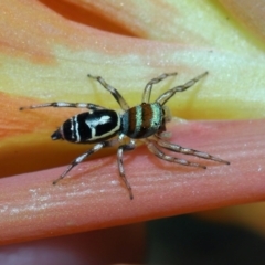 Cosmophasis micarioides (Sparkling Northern Jumping Spider) at Brisbane City, QLD - 23 Jan 2024 by TimL
