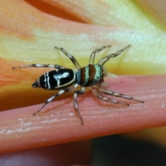 Unidentified Jumping or peacock spider (Salticidae) at Brisbane City, QLD - 23 Jan 2024 by TimL