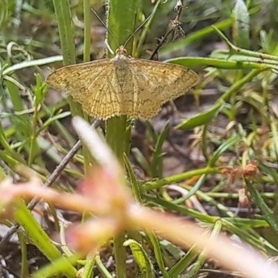 Scopula rubraria (Reddish Wave, Plantain Moth) at Oakey Hill - 23 Jan 2024 by CraigW