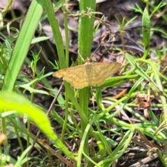 Scopula rubraria at Oakey Hill - 23 Jan 2024