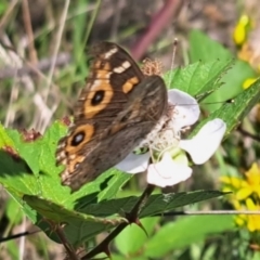 Junonia villida (Meadow Argus) at Lyons, ACT - 23 Jan 2024 by CraigW