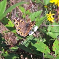 Junonia villida at Oakey Hill NR (OHR) - 23 Jan 2024 04:01 PM