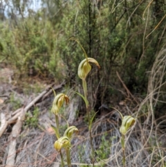 Diplodium reflexum (Dainty Greenhood) at Tharwa, ACT - 24 Jan 2024 by WalterEgo