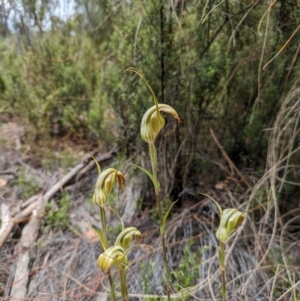 Diplodium reflexum at Namadgi National Park - suppressed