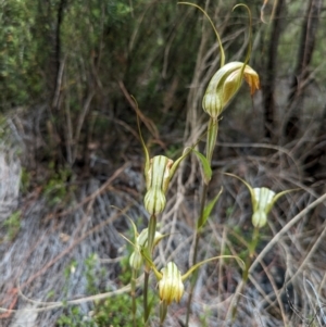 Diplodium reflexum at Namadgi National Park - suppressed