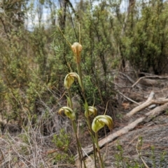 Diplodium reflexum at Namadgi National Park - suppressed