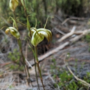 Diplodium reflexum at Namadgi National Park - suppressed